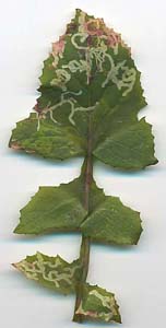 Mines of Chromatomyia atricornis on Sonchus olearaceus (upper surface). Image: Willem Ellis (Source: Nederlandse bladmineerders)