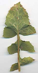 Mines of Chromatomyia atricornis on Sonchus olearaceus (lower surface). Image: Willem Ellis (Source: Nederlandse bladmineerders)