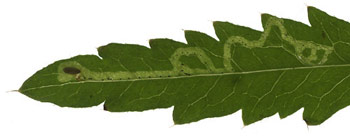 Mine of Chromatomyia horticola on Papaver rhoeas. Image: Willem Ellis  (Source: Nederlandse bladmineerders) 
