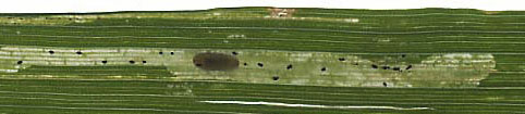 Mine of Chromatomyia nigra on Arrhenatherum elatius. Image: Willem Ellis (Source: Nederlandse bladmineerders) 