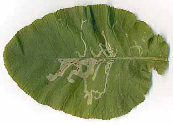 Mine of Chromatomyia primulae on Primula vulgaris. Image: Willem Ellis (Source: Nederlandse bladmineerders)