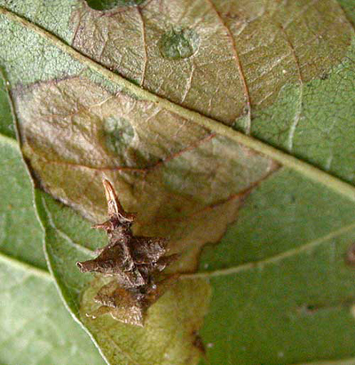 Mine and case of Coleophora ahenella on Rhamnus frangula Image: Willem Ellis (Nederlandse bladmineerders)
