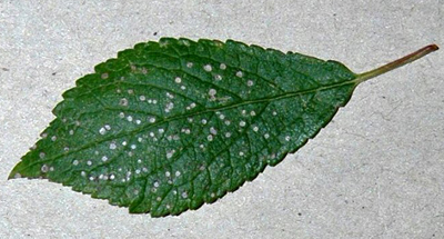 Feeding damage caused by Coleophora anatipennella Image: Ian Thirlwell (British leafminers)
