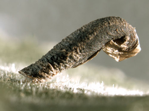 Case of Coleophora betulella on Betula pubescens Image: Willem Ellis (Nederlandse bladmineerders)