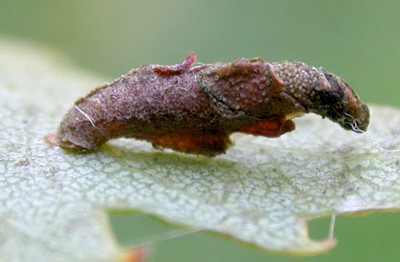 Case of Coleophora binderella on Betula pendula  Image: Willem Ellis (Nederlandse bladmineerders) 