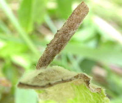 Case of Coleophora conyzae Image: Tony Prichard (British leafminers)