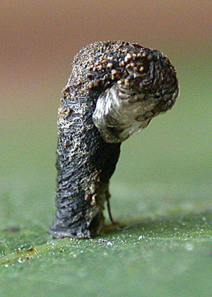 Case of Coleophora ibipennella on Quercus robur Image: Willem Ellis (Nederlandse bladmineerders)