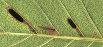 Cases on Coleophora limosipennella on Ulmus minor Image: Willem Ellis (Nederlandse bladmineerders)