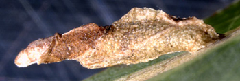 Case of Coleophora lusciniaepennella on Salix babylonica Image: Willem Ellis (Nederlandse bladmineerders)