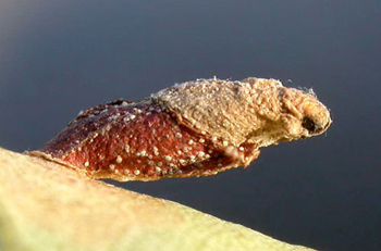 Case of Coleophora orbitella on Betula pendula Image: Willem Ellis (Nederlandse bladmineerders)