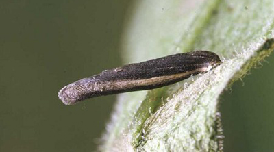 Case of Coleophora paripennella Image: Charles Baker (British leafminers)