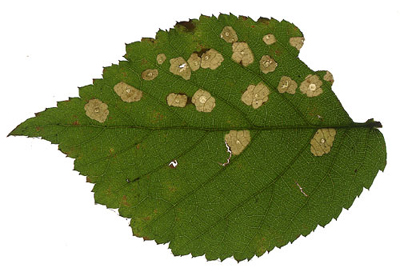 Mines of Coleophora potentillae on Sanguisorba minor Image: Willem Ellis (Nederlandse bladmineerders)