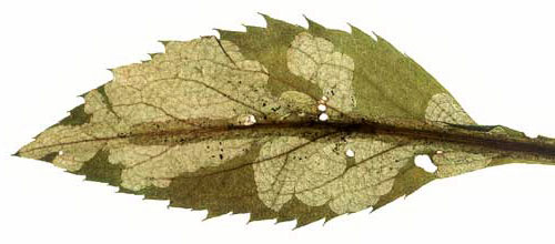 Mine of Cornutrypeta spinifrons on Senecio ovalis. Image: Willem Ellis  (Source: Nederlandse bladmineerders)