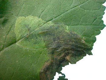 Mine of Euleia heraclei on Heracleum. Image: Brian Pitkin