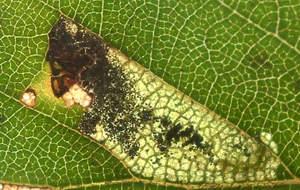 Mine of Ectoedemia minimella on Betula pubescens Image: Willem Ellis (Nederlandse bladmineerders)