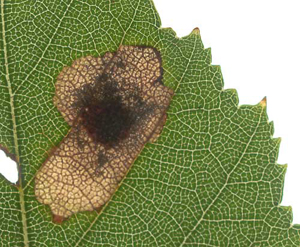 Mine of Ectoedemia occultella on Betula pendula Image: Willem Ellis (Nederlandse bladmineerders)