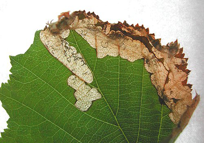 Mine of Eriocrania chrysolepidella Image: Rob Edmunds (British leafminers)