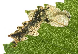 Mine of Eriocrania sangii on Betula pubescens Image: Willem Ellis (Nederlandse bladmineerders)