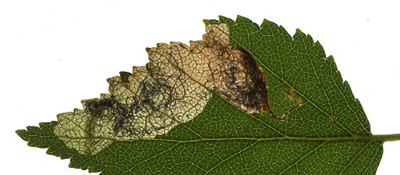 Mine of Eriocrania sparrmannella on Betula pendula Image: Willem Ellis (Nederlandse bladmineerders)
