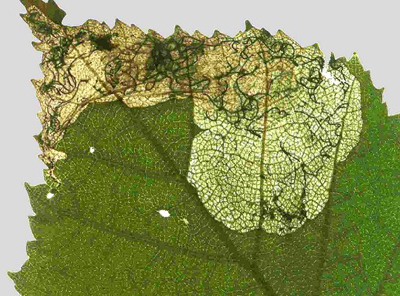 Mine of Heringocrania unimaculella on Betula Image: John Langmaid (British leafminers)