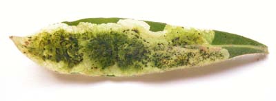 Mine of Liriomyza pascuum on Euphorbia sp. Image: Brian Pitkin 