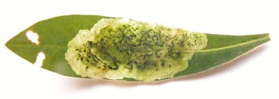 Mine of Liriomyza pascuum on Euphorbia sp. Image: Brian Pitkin 