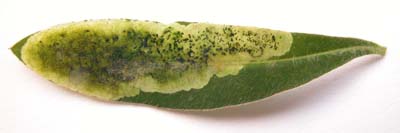 Mine of Liriomyza pascuum on Euphorbia sp. Image: Brian Pitkin 