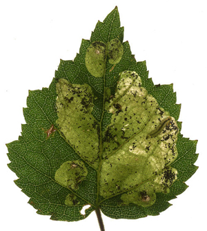 Mines of Fenusa pumila on Betula pubescens Image: Willem (Nederlandse bladmineerders)