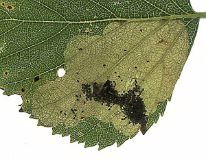 Mine of Fenusella nana on Betula pubescens Image: Willem Ellis (Nederlandse bladmineerders)