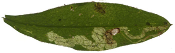 Mine of Galiomyza morio on Galium odoratum. Image: Willem Ellis (Source: Nederlandse bladmineerders)