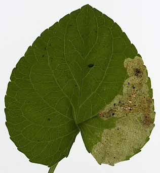 Mine of Galiomyza violiphaga on Viola sp. Image: Willem Ellis (Source: Nederlandse bladmineerders)