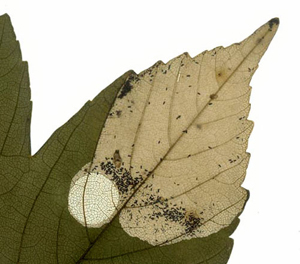 Mine of Heterarthrus aceris on Acer pseudoplatanus Image: Willem Ellis (Nederlandse bladmineerders)