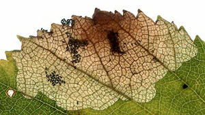 Mine of Heterarthrus nemoratus on Betula pubescens Image: Willem Ellis (Nederlandse bladmineerders)