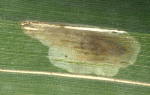 Mine of Hydrellia griseola on Glyceria fluitans. Image: Willem Ellis  (Source: Nederlandse bladmineerders) 