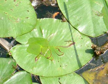 Mines of Hydromyza livens on Nuphar lutea. Image: Willem Ellis  (Source: Nederlandse bladmineerders) 