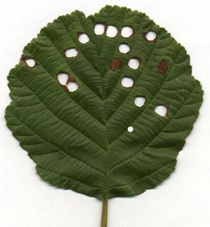 Mines of Incurvaria pectinea on Alnus glutinosa Image: Willis (Nederlandse bladmineerders) 
