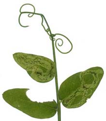 Mines of Liriomyza congesta on Vicia sepium. Image: Willem Ellis (Source: Nederlandse bladmineerders)