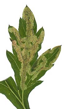 Mines of Liriomyza dede Meijerei on Artemisia vulgaris. Image: Willem Ellis (Source: Nederlandse bladmineerders)