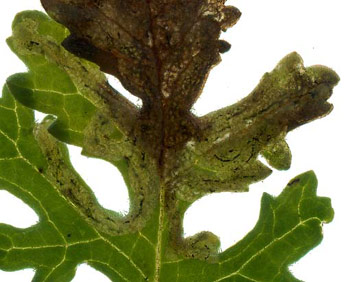 Mine of Liriomyza erucifolii on Senecio jacobaea. Image: Willem Ellis (Source: Nederlandse bladmineerders) 