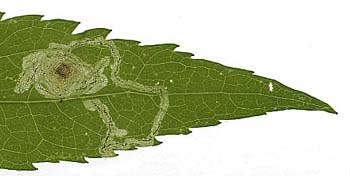 Mine of Liriomyza eupatorii on Eupatorium cannabinum. Image: Willem Ellis (Source: Nederlandse bladmineerders)