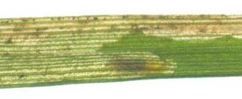 Mine of Liriomyza flaveola on Festuca gigantea. Image: Willis Ellis (Source: Nederlandse bladmineerders)