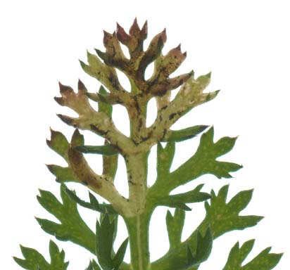 Liriomyza ptarmicae on Achillea millefolium. Image: Willem Ellis (Source: Nederlandse bladmineerders)