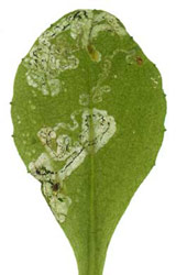 Mine of Liriomyza pusilla on Bellis perennis. Images: Willem Ellis
