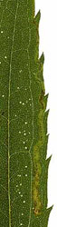 Mine of Liriomyza pusilla on Solidago gigantea. Images: Willem Ellis