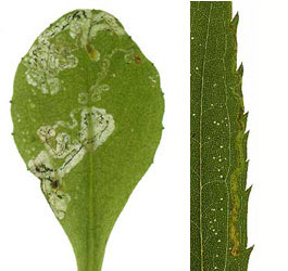 Mines of Liriomyza pusilla. Images: Willem Ellis (Source: Nederlandse bladmineerders)
