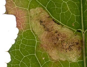 Mine of Liriomyza sonchi on Sonchus asper &copy; Willem Ellis (Source: Nederlandse bladmineerders)