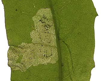 Mine of Liriomyza taraxaci on Taraxacum officinale. Image: Willem Ellis (Source: Nederlandse bladmineerders)