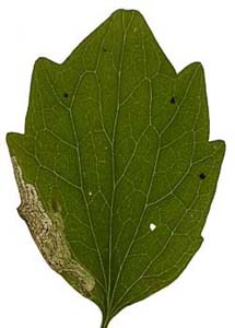 Mine of Liriomyza valerianae on Valeriana officinalis. Images: Willem Ellis (Source: Nederlandse bladmineerders) 