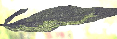 Mine of Liriomyza eupatoriana on Eupatorium cannabinum Image: Rob Edmunds (British leafminers)