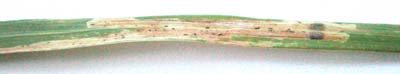 Mine on Perennial Rye-grass - Lolium perenne Image:  Brian Pitkin